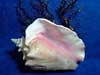 Attractive pink queen conch display shell with sea fan.