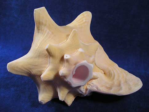 Pink Queen Conch sea shell turned into a musical horn intrument by cutting the tip off.