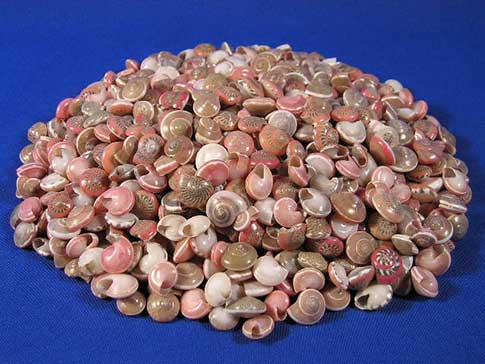 One half pound of pink umbonium shells with unique spiral patterns.