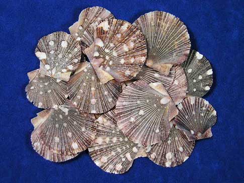Topside of flat pixadus scallop sea shells have unique stripe and dot patterns.