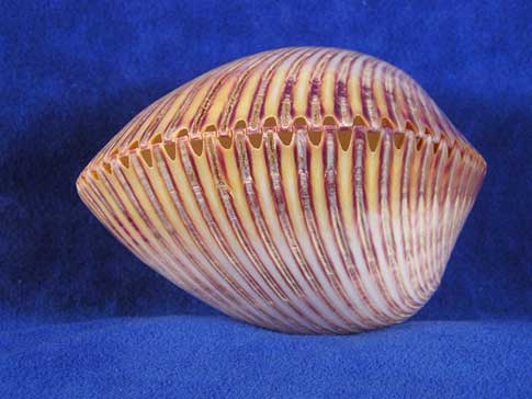 Polished cockle clam seashell halves fit together tooth for tooth.
