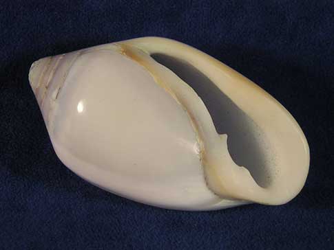 Ellobium aurisjudae polished ear shell resembles a human ear.