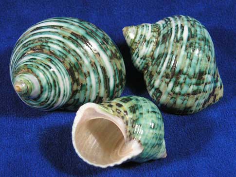 Polished green turbo hermit crab shells.