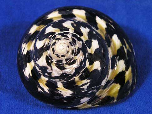 Polished cittarium pica sea shell is thick and heavy with cool spiral pattern.