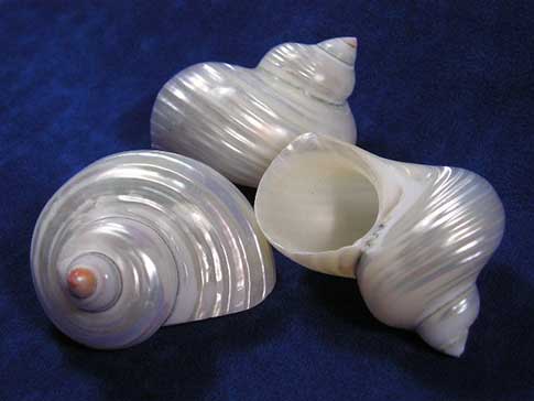 Polished silver turbo sea shells with red apex and pearl body whorl.