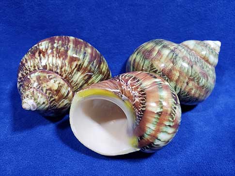 Three polished tapestry turbo sea shells with cool stripes.