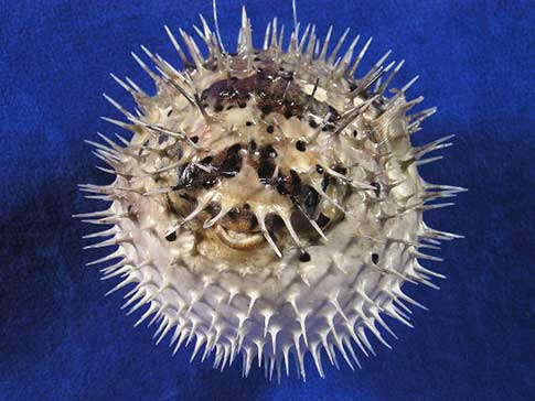 Taxidermy porcupine puffer blow fish with sharp spiky spines and googly eyes.