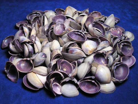 Pile of purple clam half craft shells.