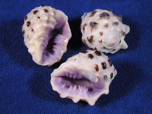Purple apex and knobby body whorl of drupa morum purple pacific drupe seashells.