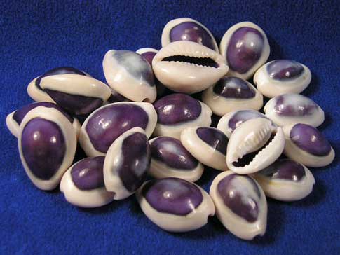 Twenty five purple top cowrie shells showing the body whorl and toothy slit aperture.