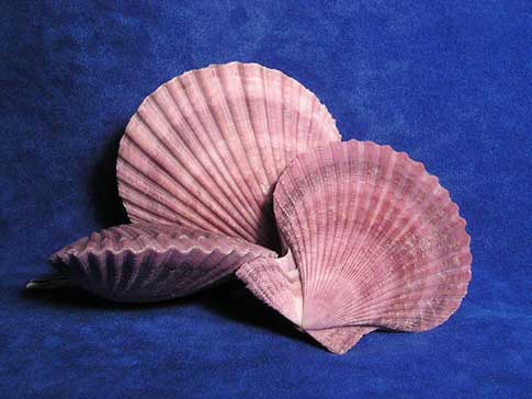Three whole purple noble pecten scallop sea shells.