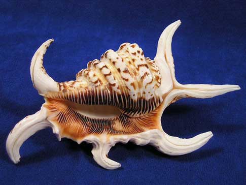 Ragosa Spider Conch has six legs.