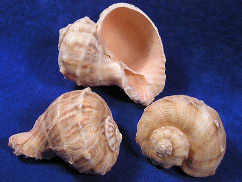 Three brown and tan rapana bulbosa sea shells.