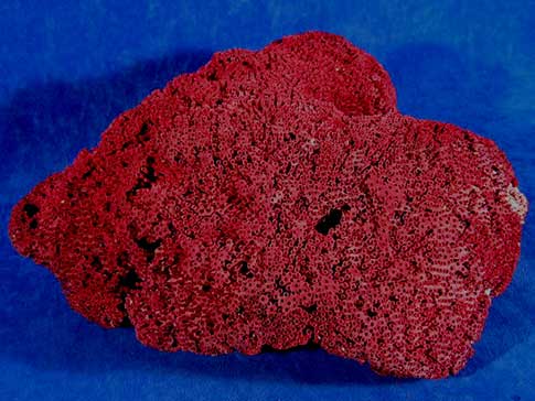 Red pipe organ coral is hundreds of tightly packed tubes with a dark maroon color.