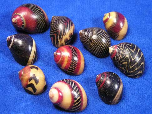 Unique patterns and designs on several small red nerite seashells.