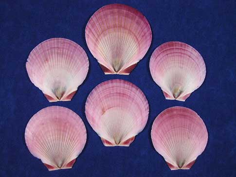 Japanese moon scallops are flat red purple moon sun seashells with different shades of pink.