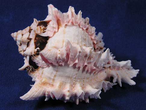 Phyllonotus regius regal murex seashells have frilly ridges that look like cake frosting.