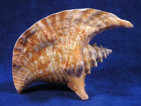 Strombus gallus rooster tail conch sea shell with large flaring lip.