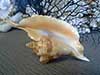 Strombus gallus rooster tail conch shell.
