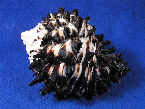 Black and white murex hexaplex radix sea shell has spikes everywhere except the spire.