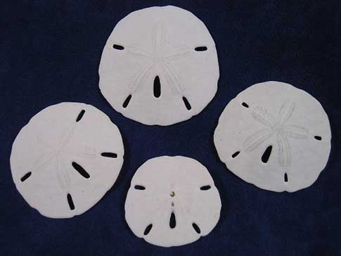 Natural sand dollars in true state.