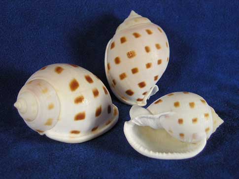 Scotch bonnet sea shells with brown square dots.