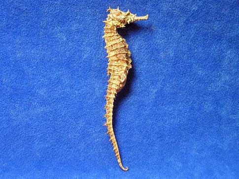 Real dried seahorse with light brown color and curled tail.