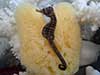 Sea horse on sea sponge in front of coral.