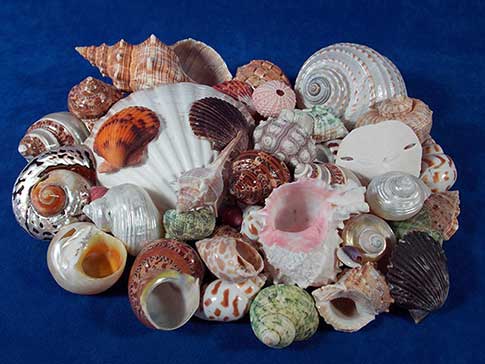 Second hand seashells are shells which have holes, chips and cracks.