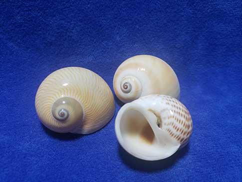 Three moon snail shells for very small  hermit crabs.