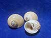 Seashells 3 Pack Extra Small