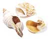 Three d shaped or slotted shells for hermit crabs.