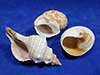 Openings of the three pack of seashells for hermit crabs.