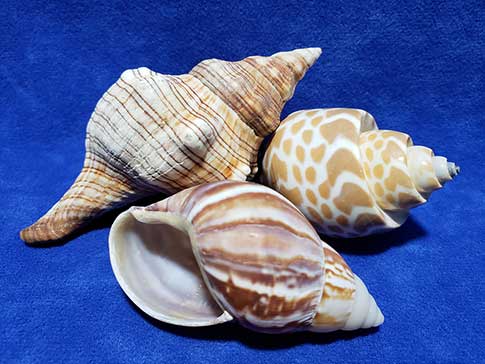 Three slotted seashells on a blue background.