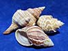 Three medium seashells for hermit crabs