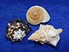Three pack of extra large seashells for hermit crabs.