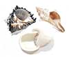 Openings or mouths of seashells 3 pack extra large.