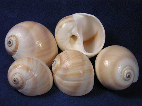 Shark eye hermit crab shells with oval openings.