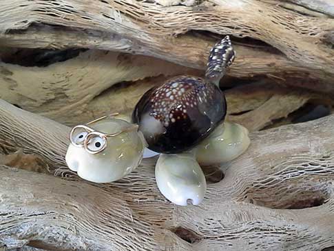 Turtle with glasses made from sea shells on choya wood.