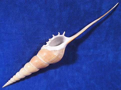 Aperture of a shin-bone tibia fusus seashell with long thin tail.