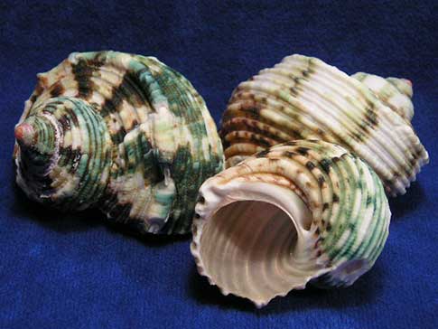 Completely natural colors of three silver mouth turbo sea shells with grooves.