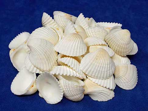 One half pound of small white ark clam sea shells.