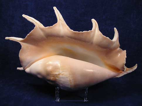 Large aperture of a truncata spider conch seashell.