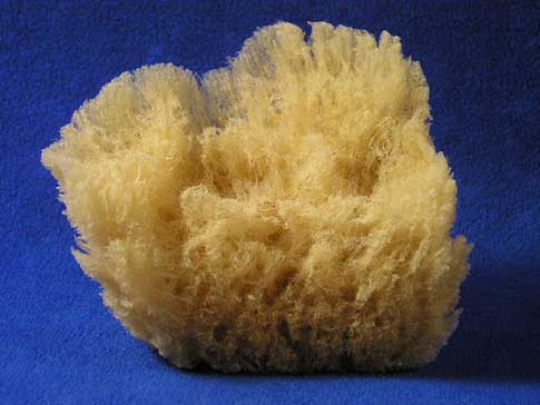 Sea Sponge are also known as porifera.