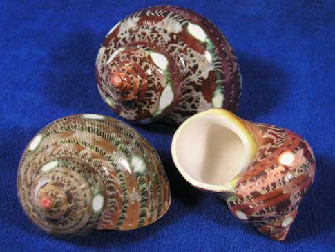 Natural tapestry turbo shells with spots grinded on them.