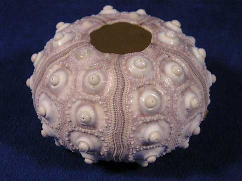 Dried sputnik shell sea urchin called hedgehog of the sea.