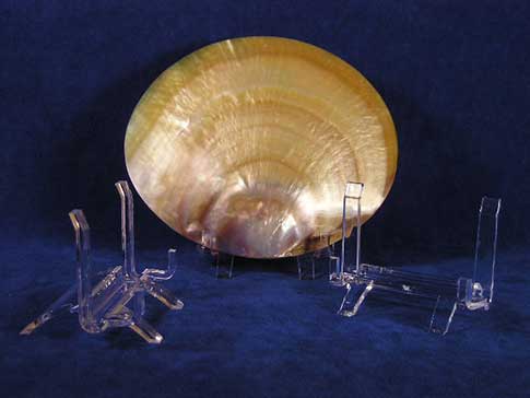 Acrylic easel stands, one with a gold mop plate shell displayed upright.