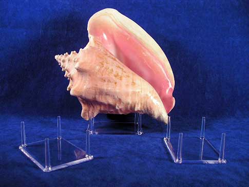 Large clear acrylic stands can display beautiful sea shells.