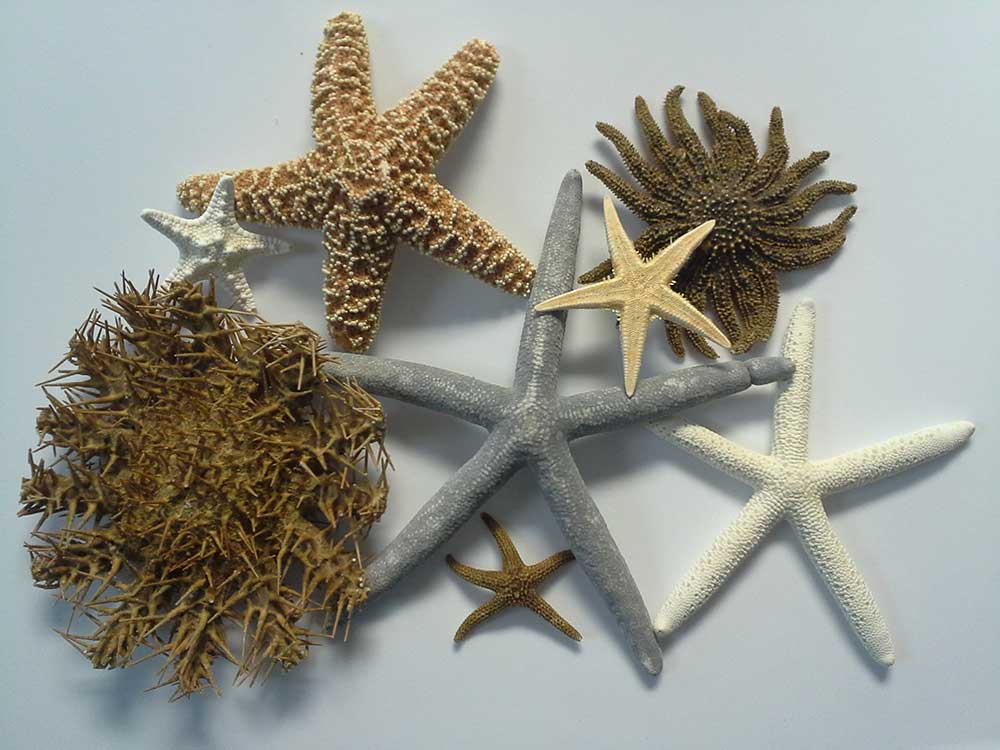 Several types of starfish.