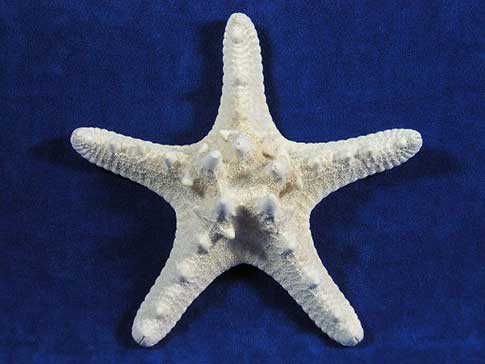 Bleached white bumpy starfish from the ocean.